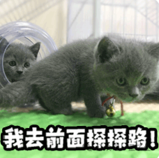 一只小猫准备钻隧道，配文‘我去前面擦擦路！’