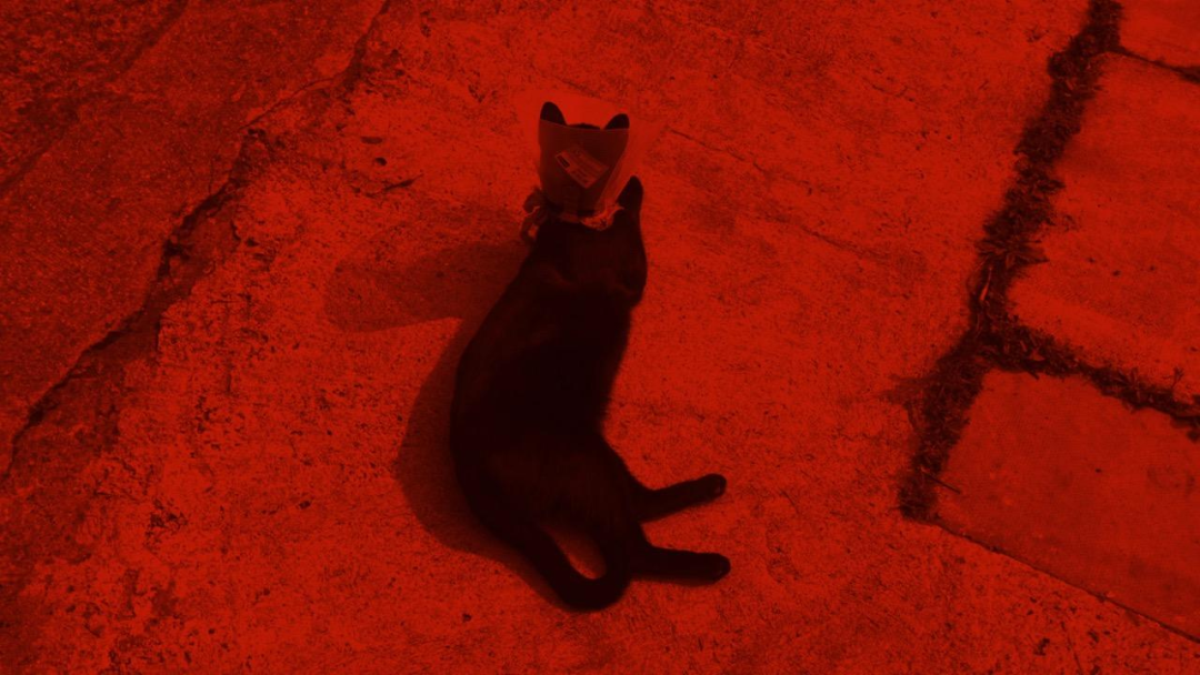 实测 LightCraft 自动蒙版未能选中黑猫，主体识别有明显偏差