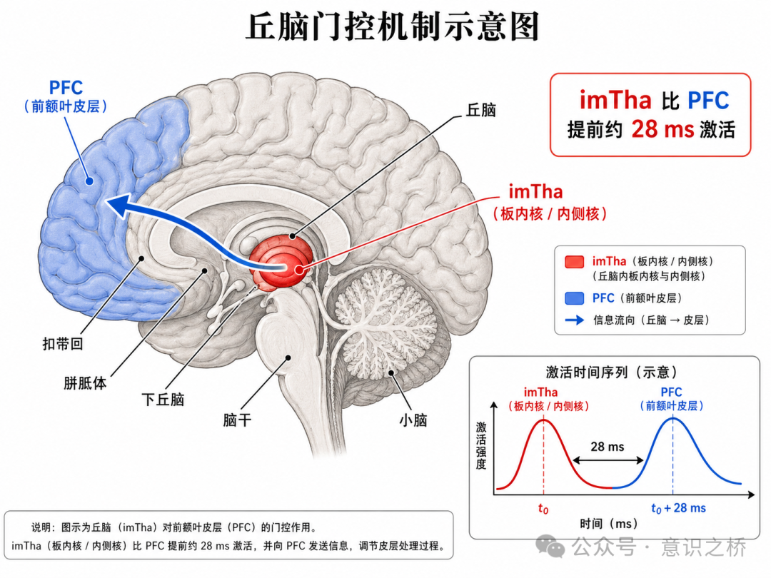 丘脑门控机制示意图，显示板内核比前额叶提前28ms激活，调节意识信息流