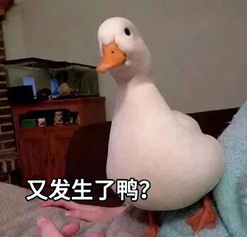 呆萌鸭子坐在沙发上，配文“又发生了鸭？”