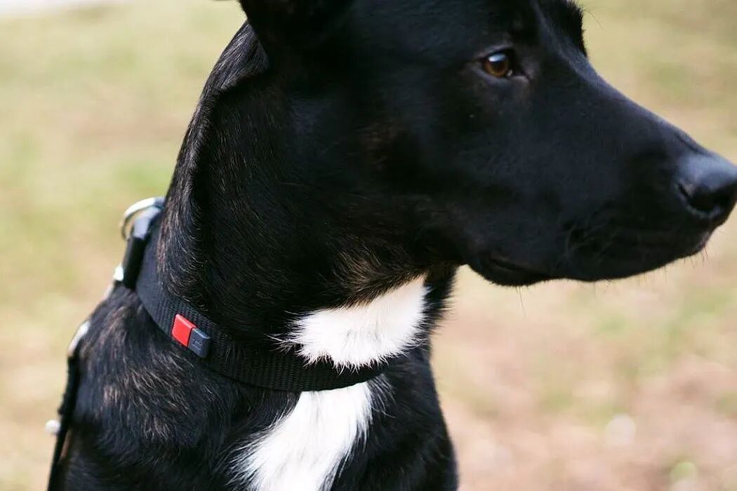 一只黑白相间的狗的侧面特写