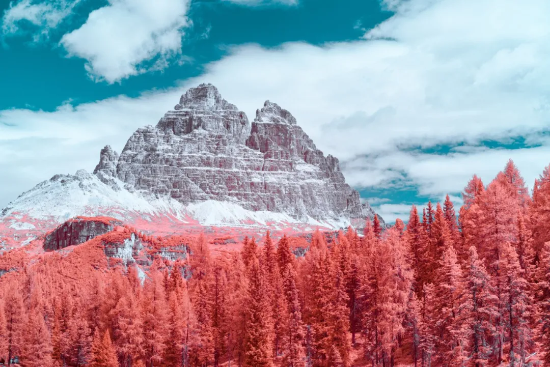 粉红色针叶林与背后巍峨雪山的红外摄影作品